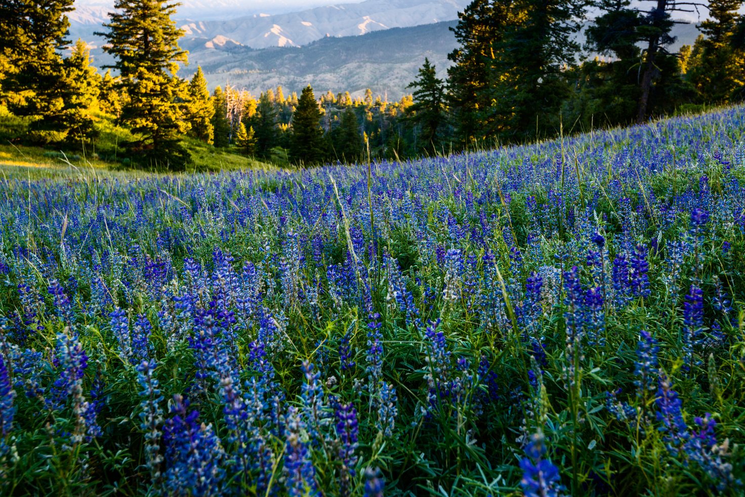 Idaho Wildflowers