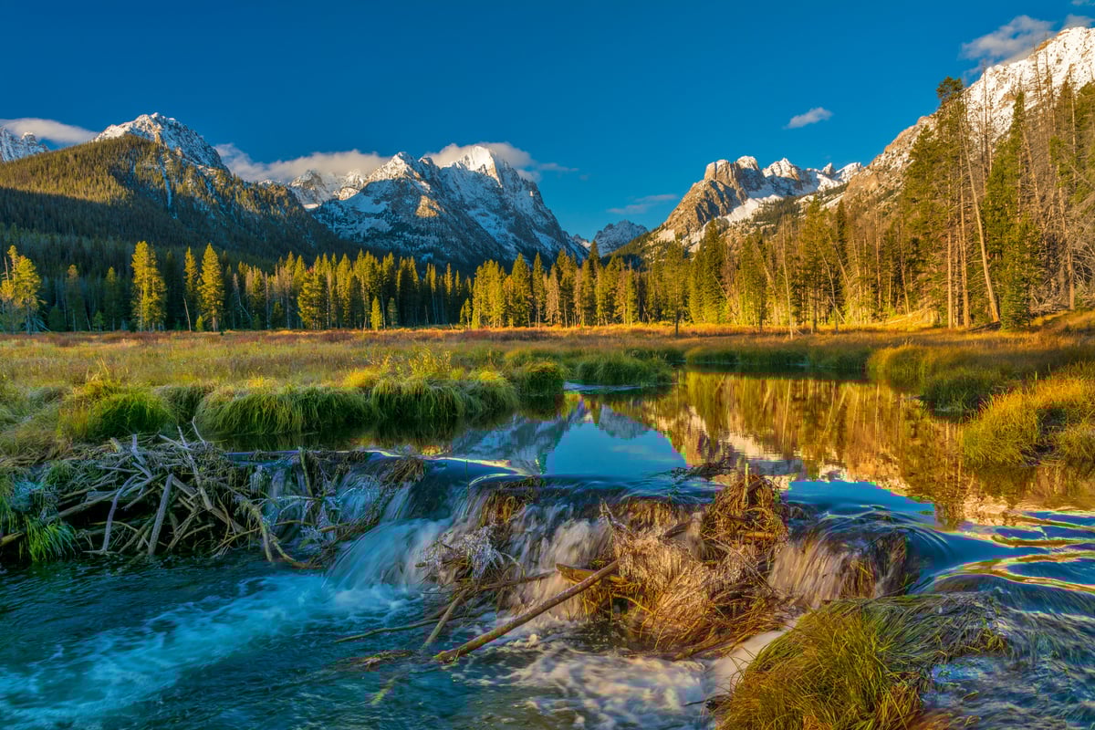 Beaver dam in Idaho mountains